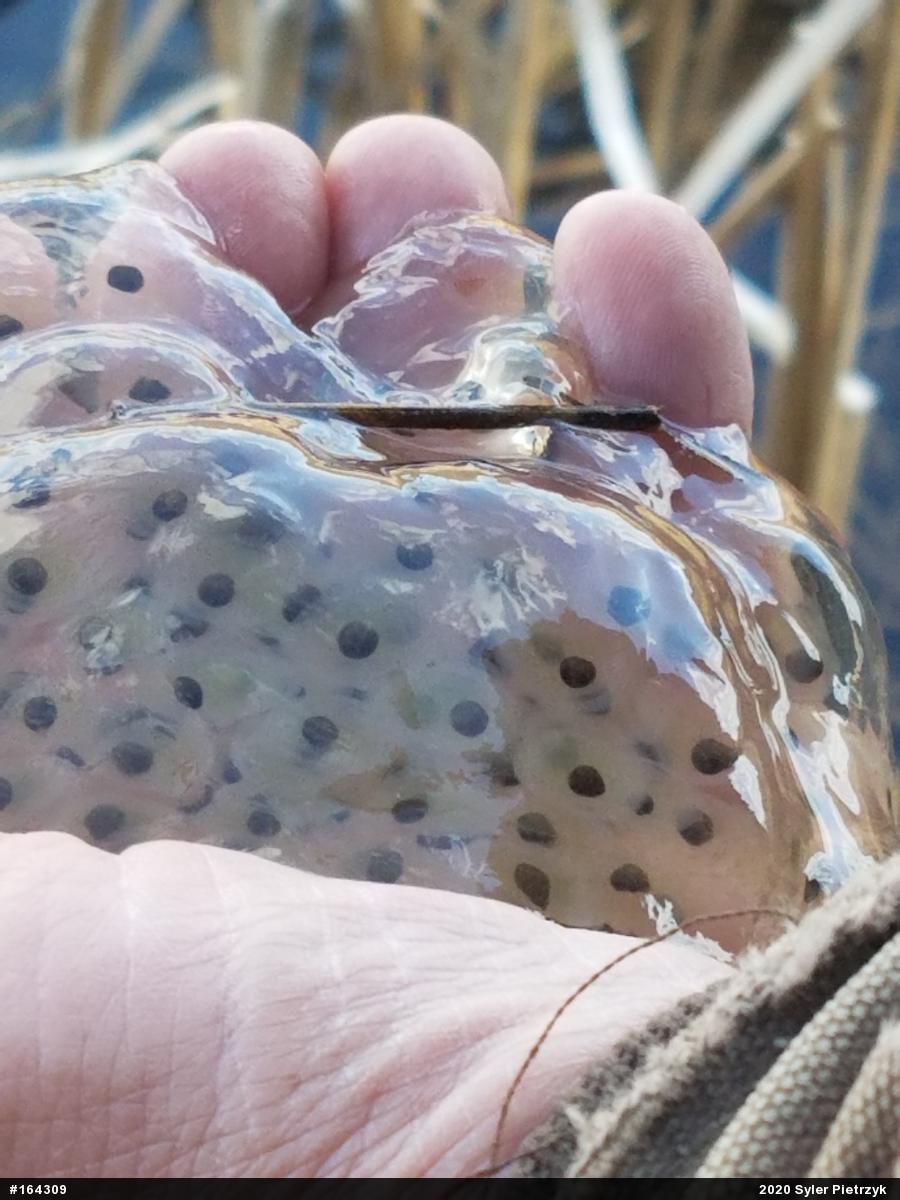 Spotted Salamander
