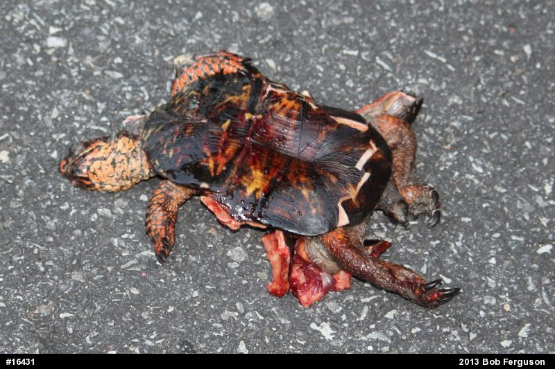 Eastern Box Turtle
