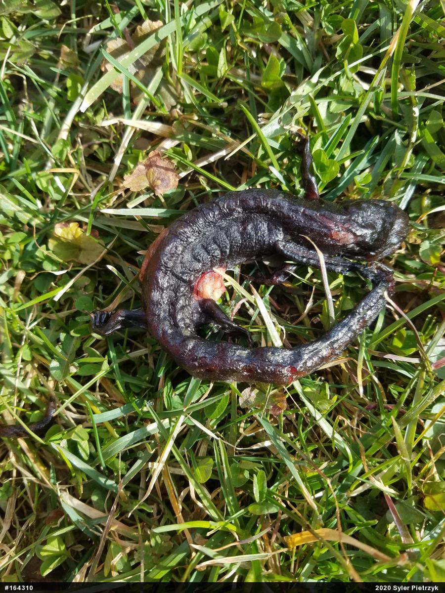 Spotted Salamander