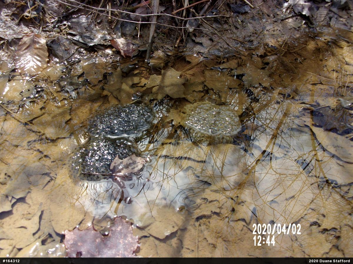 Wood Frog