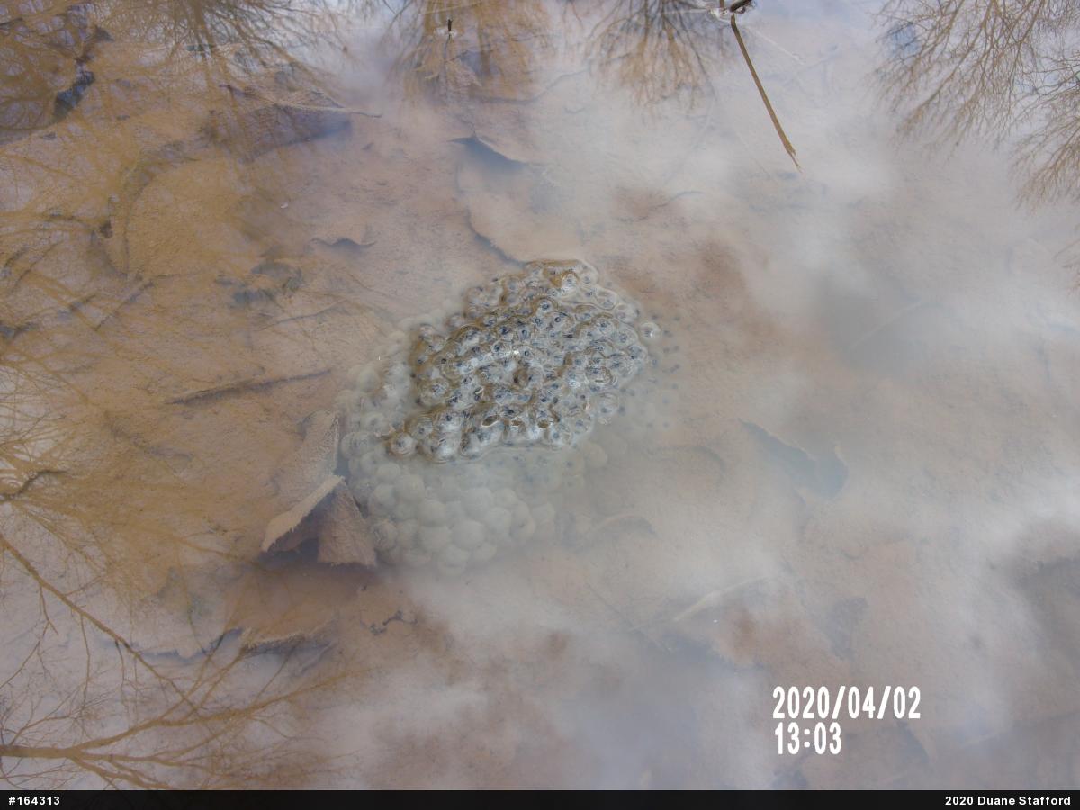 Wood Frog