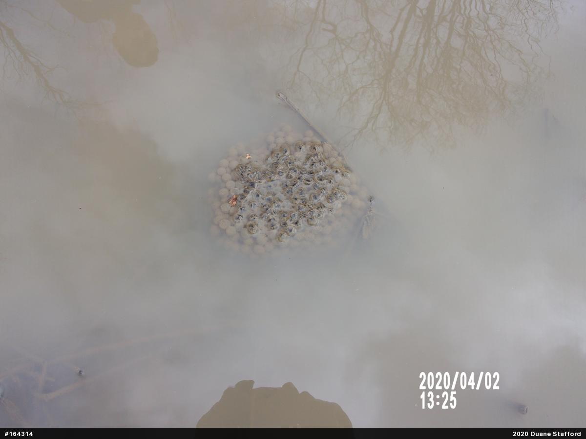 Wood Frog