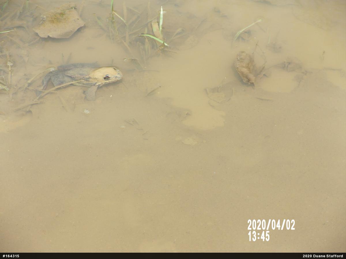 Wood Frog