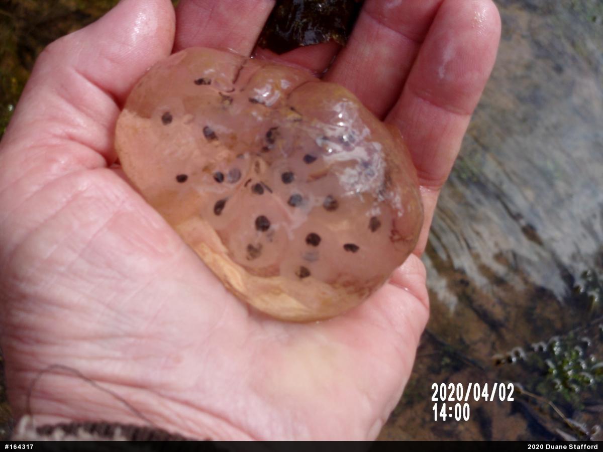 Spotted Salamander