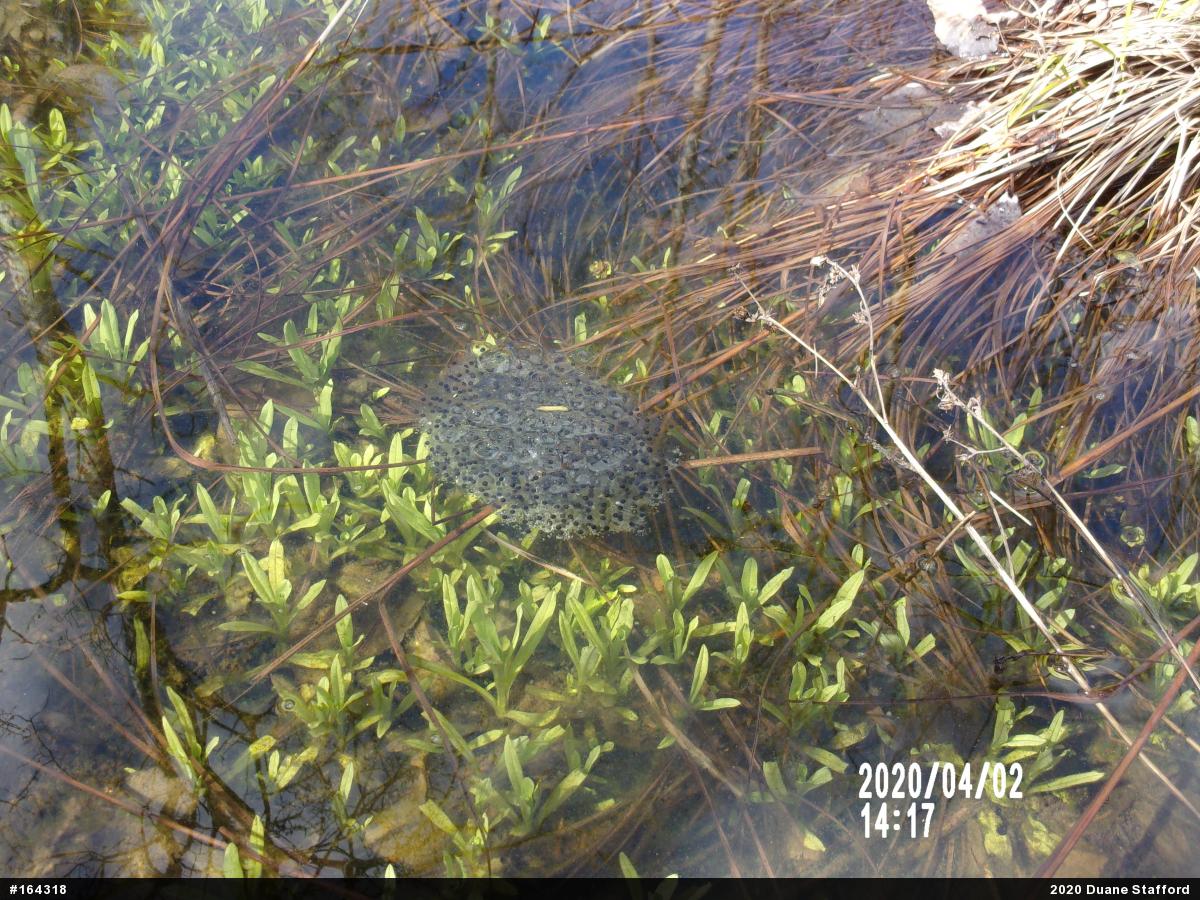 Wood Frog