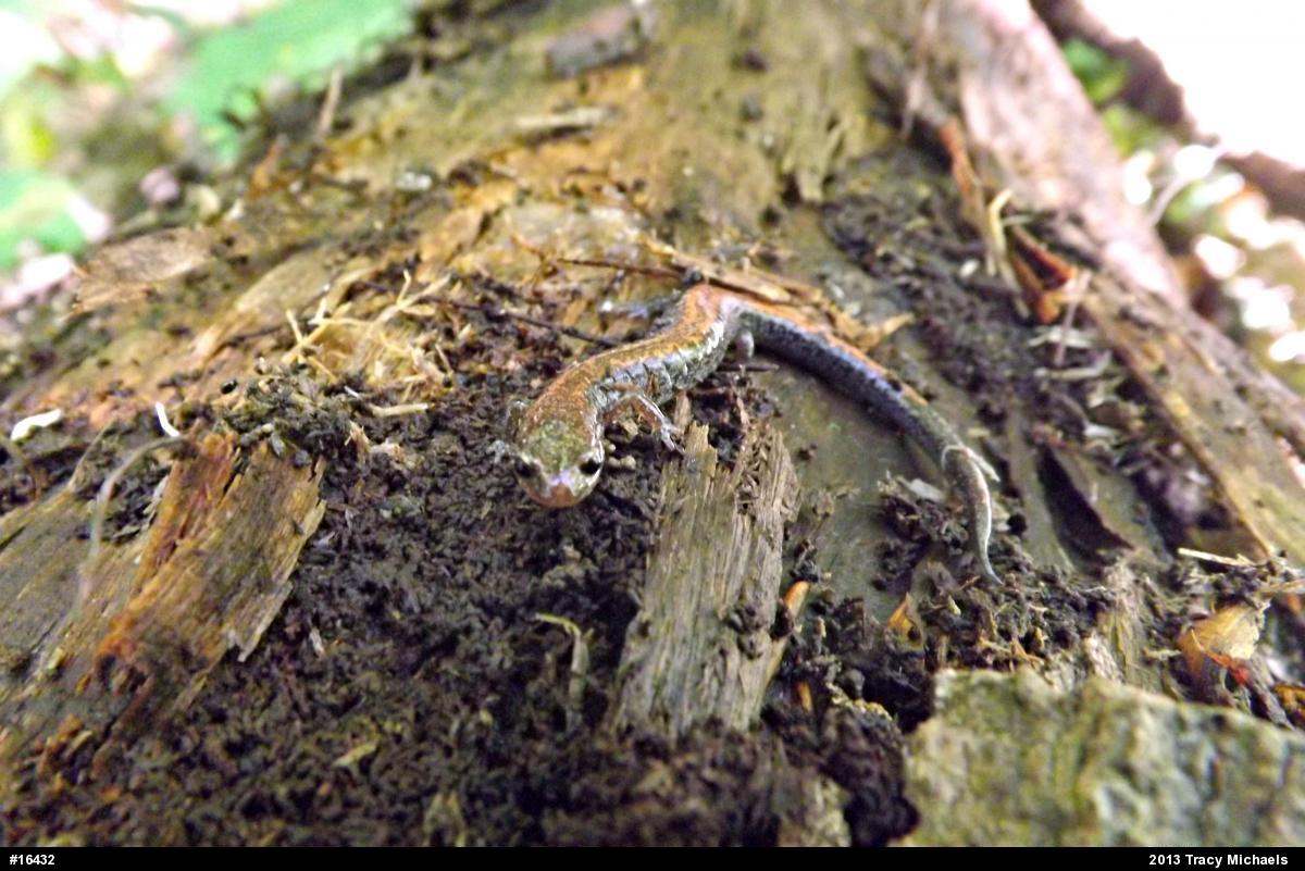 Eastern Red-backed  Salamander