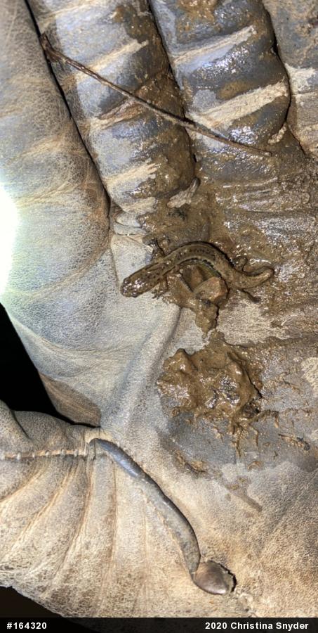Northern Two-lined Salamander