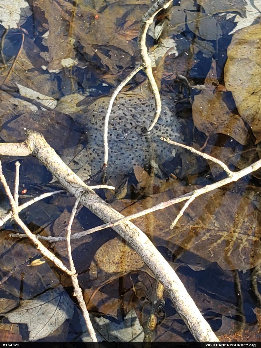 Wood Frog