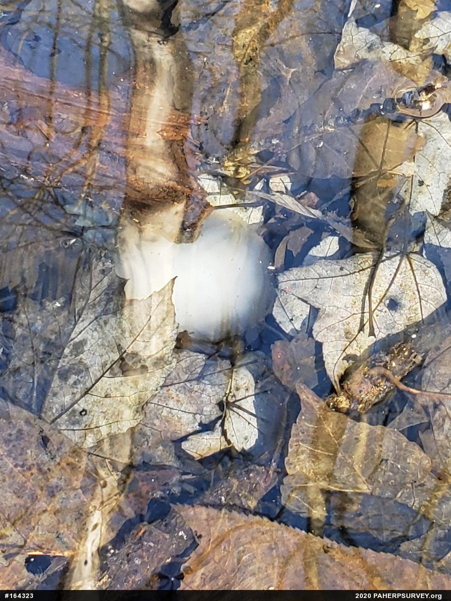 Spotted Salamander