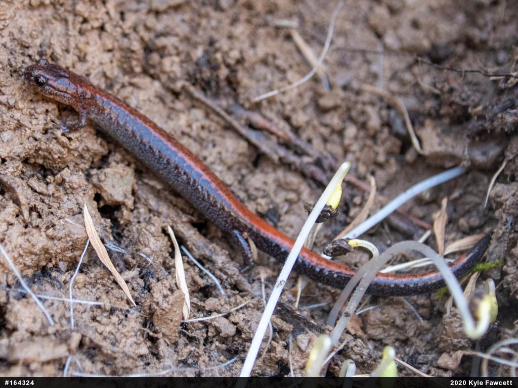 Eastern Red-backed  Salamander