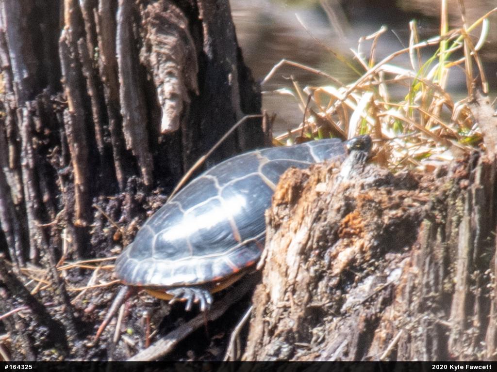 Painted Turtle