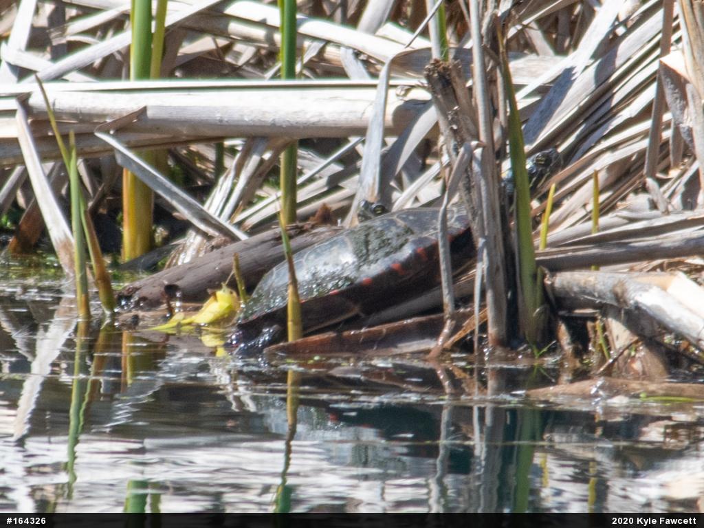 Painted Turtle