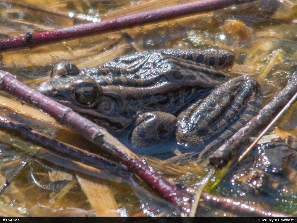 Pickerel Frog