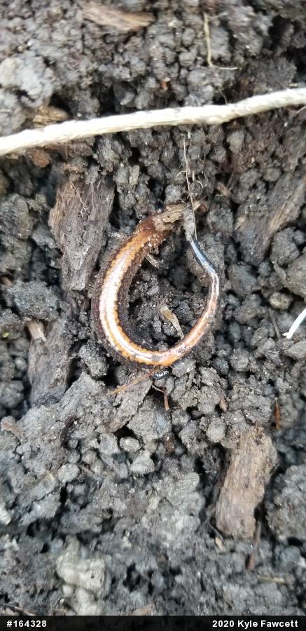 Eastern Red-backed  Salamander