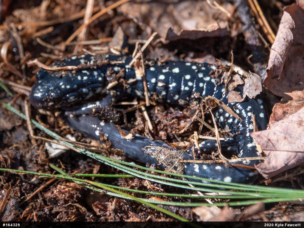 Northern Slimy Salamander