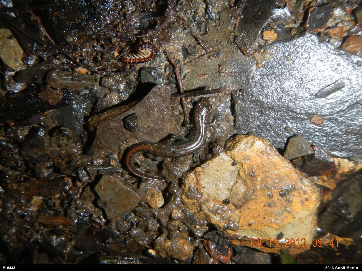 Northern Dusky Salamander