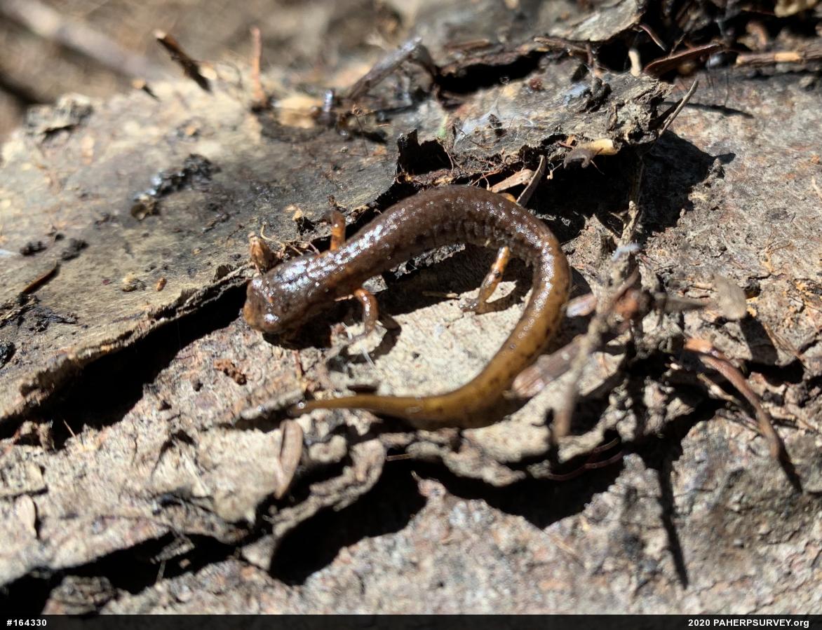 Four-toed Salamander