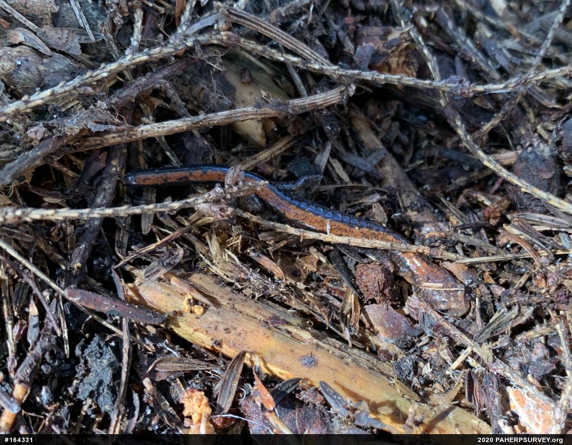 Eastern Red-backed  Salamander