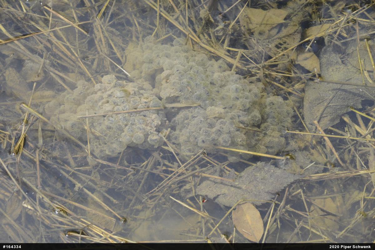 Wood Frog
