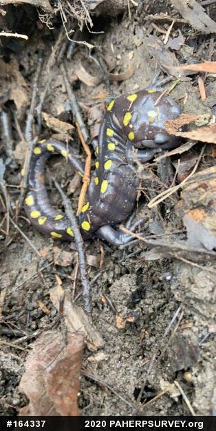 Spotted Salamander