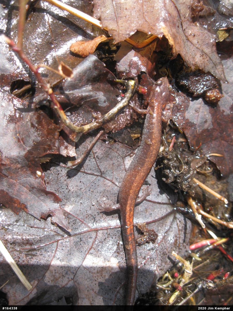 Eastern Red-backed  Salamander