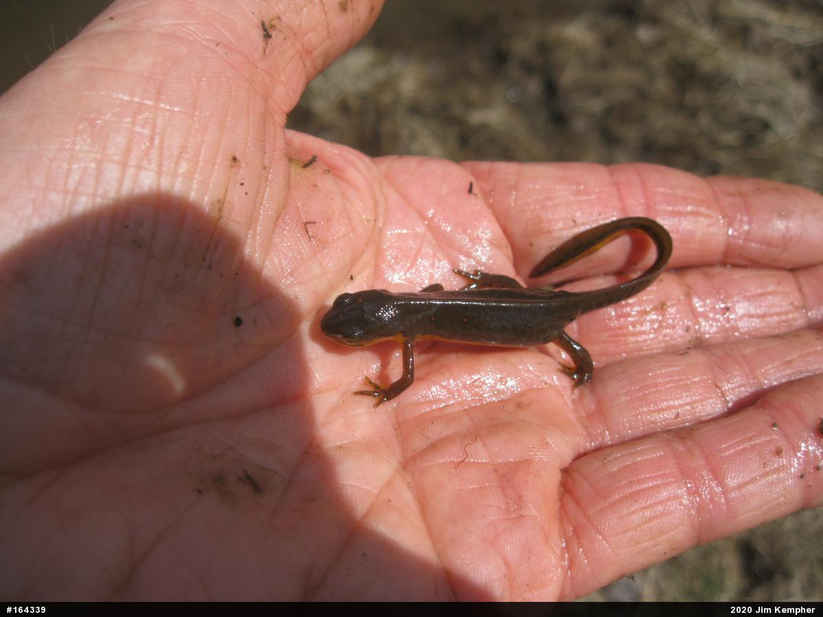 Red-spotted Newt