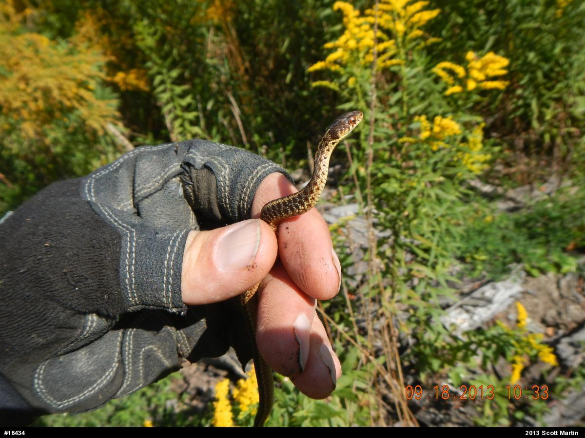 Eastern Gartersnake