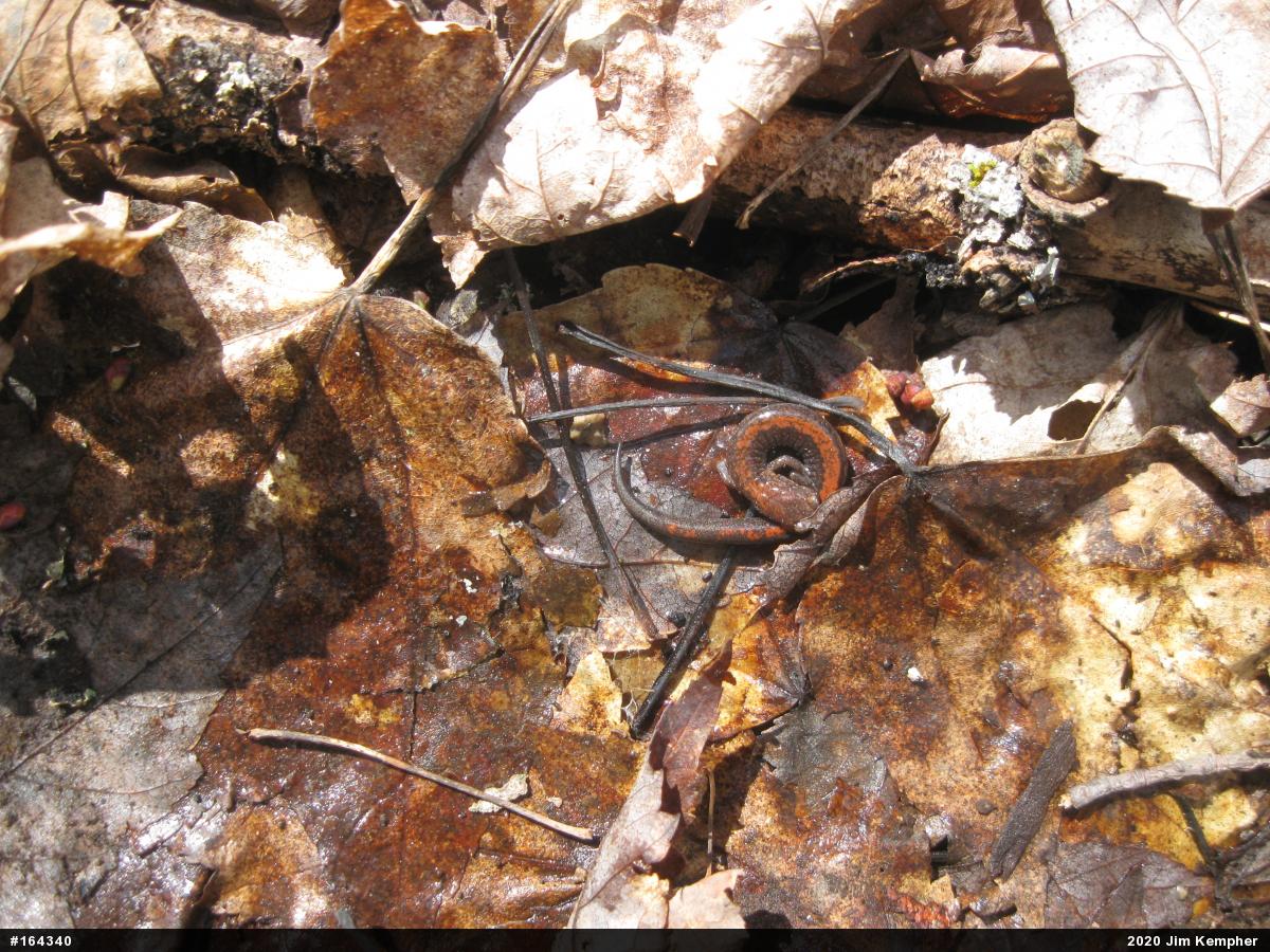 Eastern Red-backed  Salamander