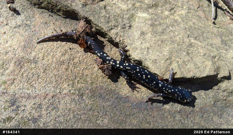 Northern Slimy Salamander