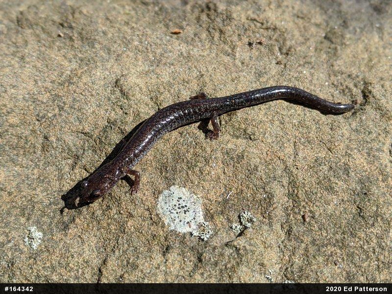Valley And Ridge Salamander