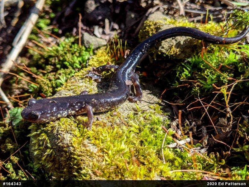 Wehrle's Salamander