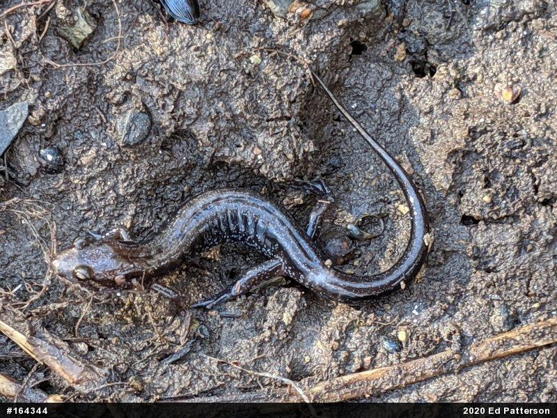 Allegheny Mountain Dusky Salamander