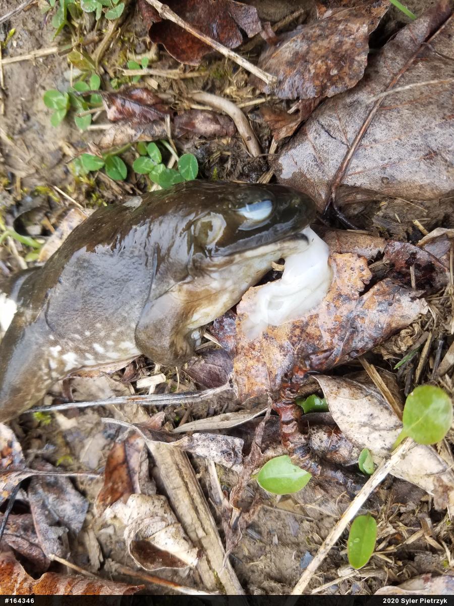 American Bullfrog
