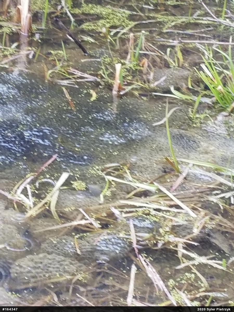 Wood Frog
