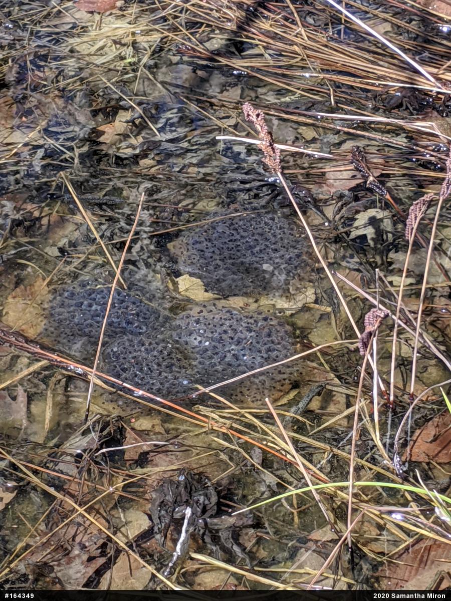 Wood Frog