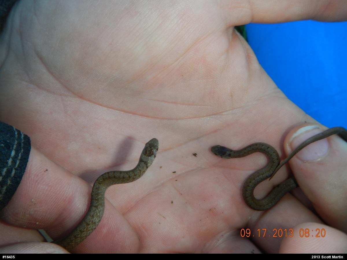 Dekay's Brownsnake
