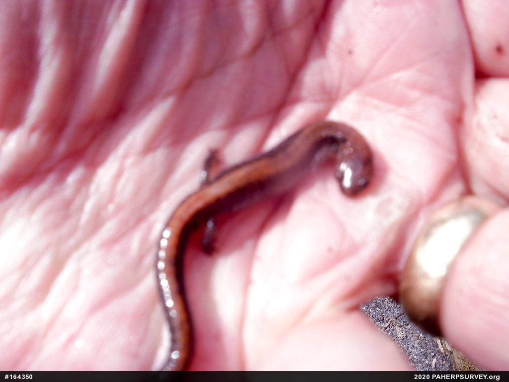 Eastern Red-backed  Salamander