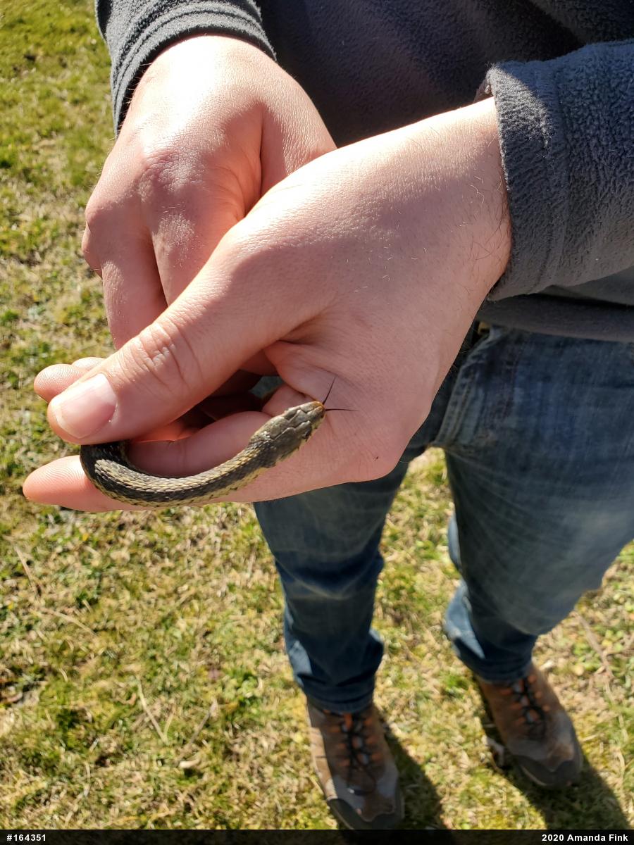 Eastern Gartersnake
