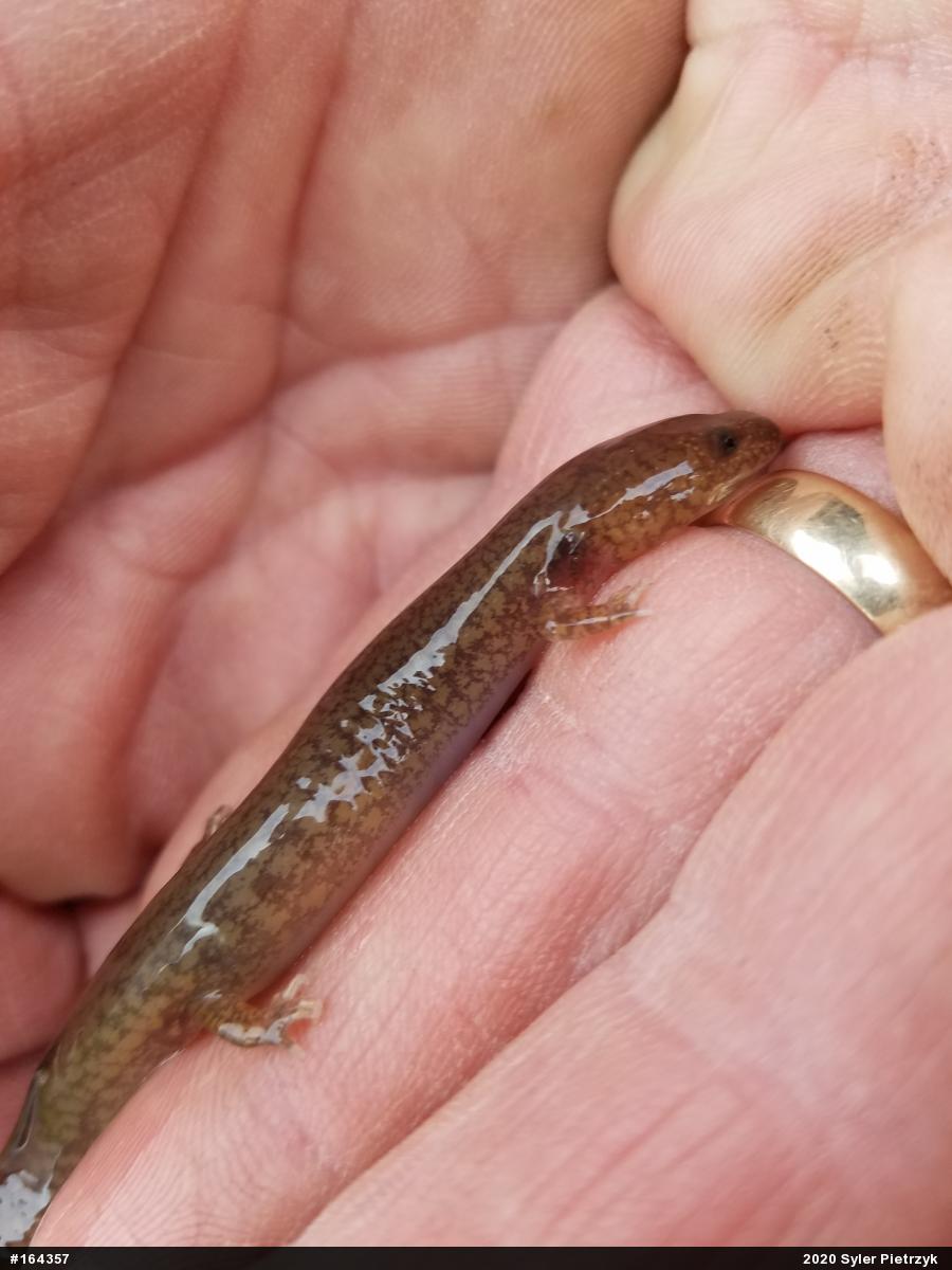 Northern Spring Salamander