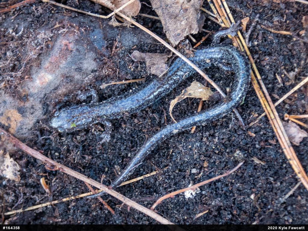 Eastern Red-backed  Salamander