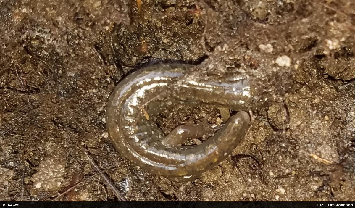 Northern Dusky Salamander
