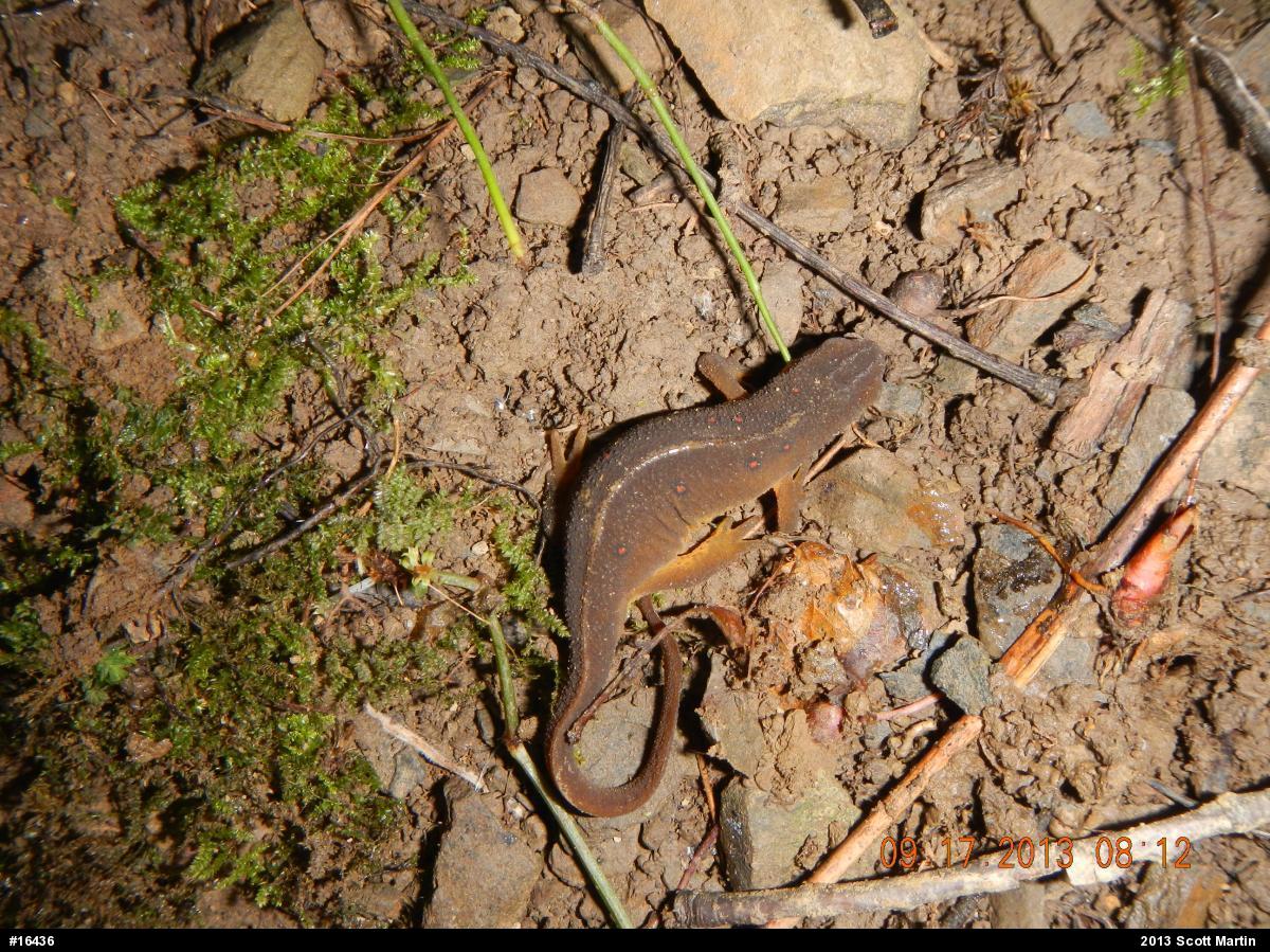 Red-spotted Newt
