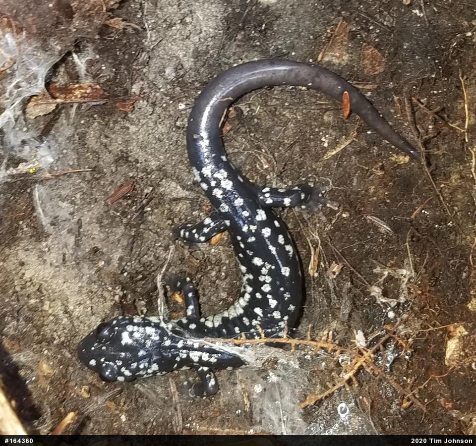 Northern Slimy Salamander