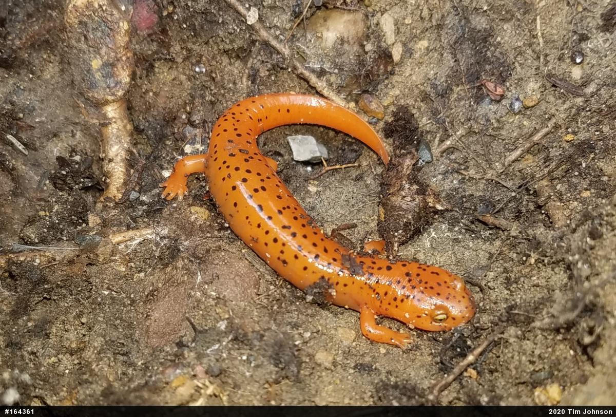 Northern Red Salamander