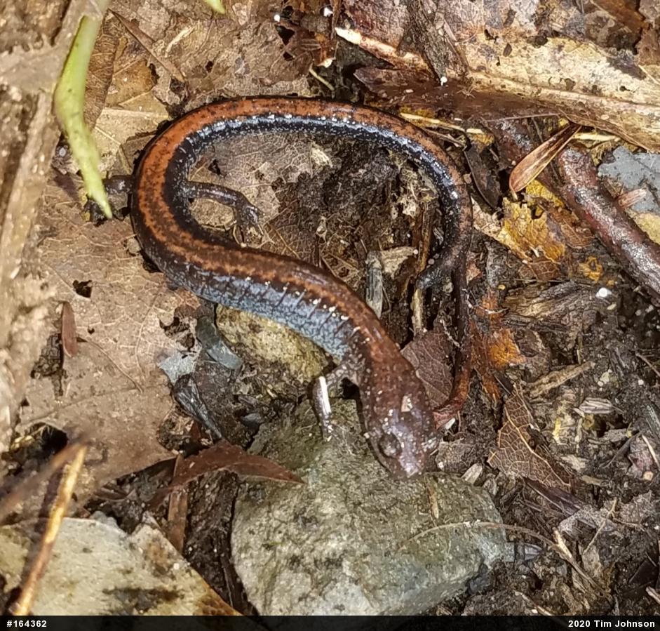 Eastern Red-backed  Salamander