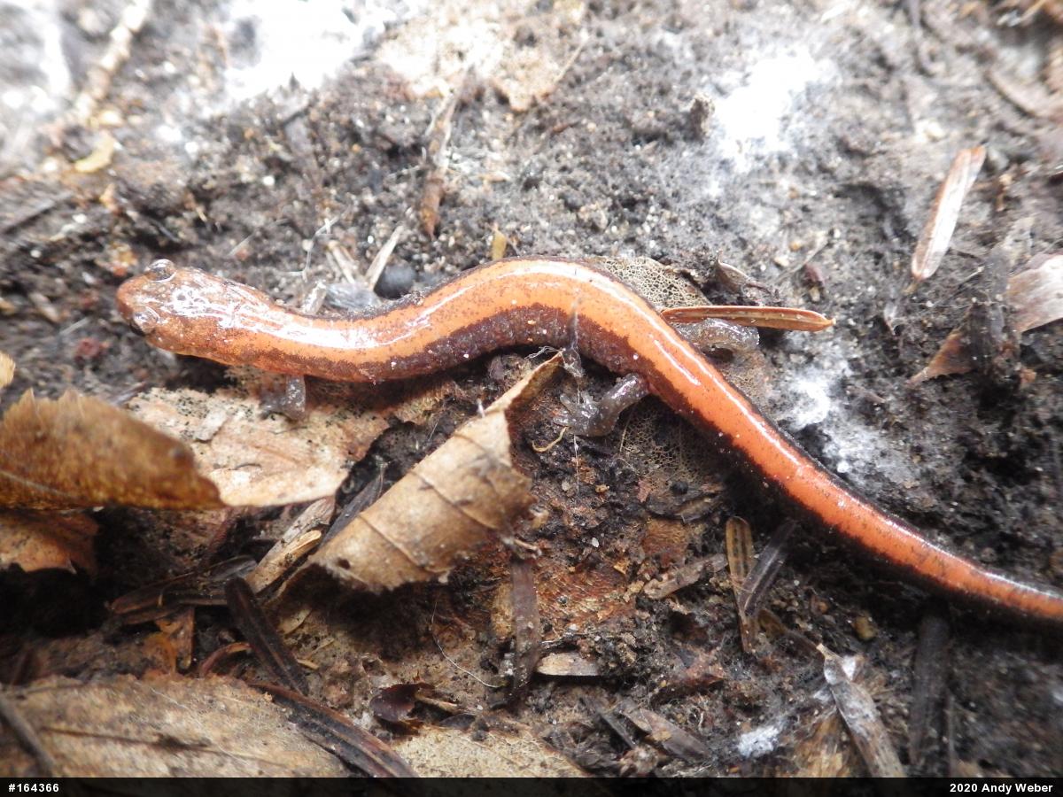 Eastern Red-backed  Salamander