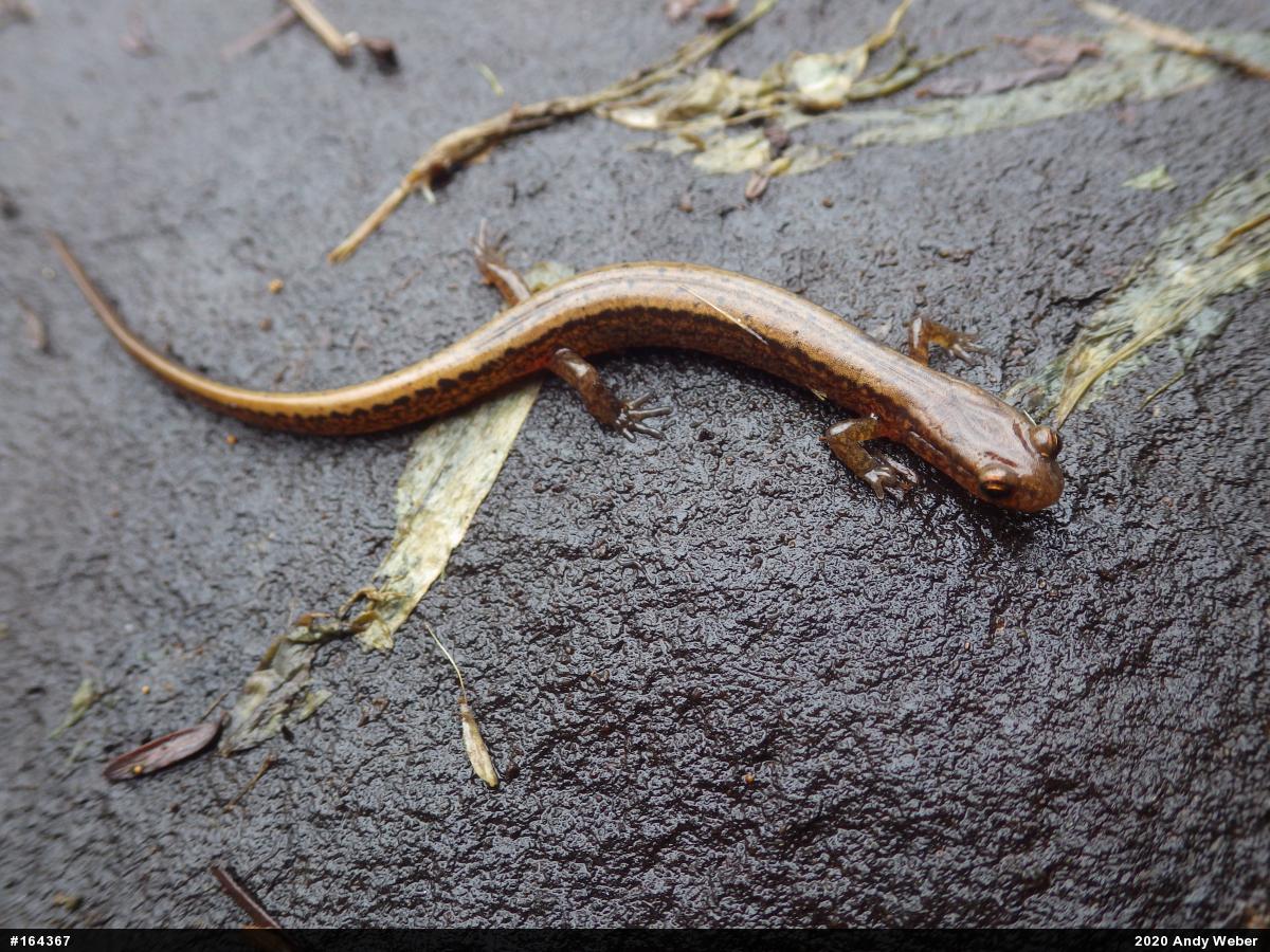 Northern Two-lined Salamander