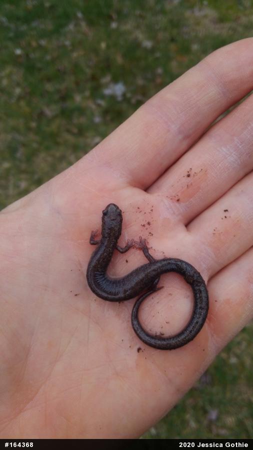 Woodland Salamanders