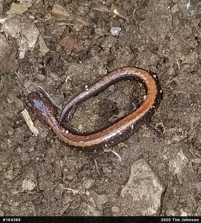 Eastern Red-backed  Salamander