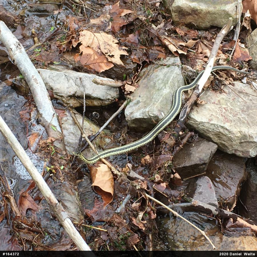 Eastern Gartersnake